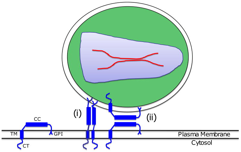 Fig. 12