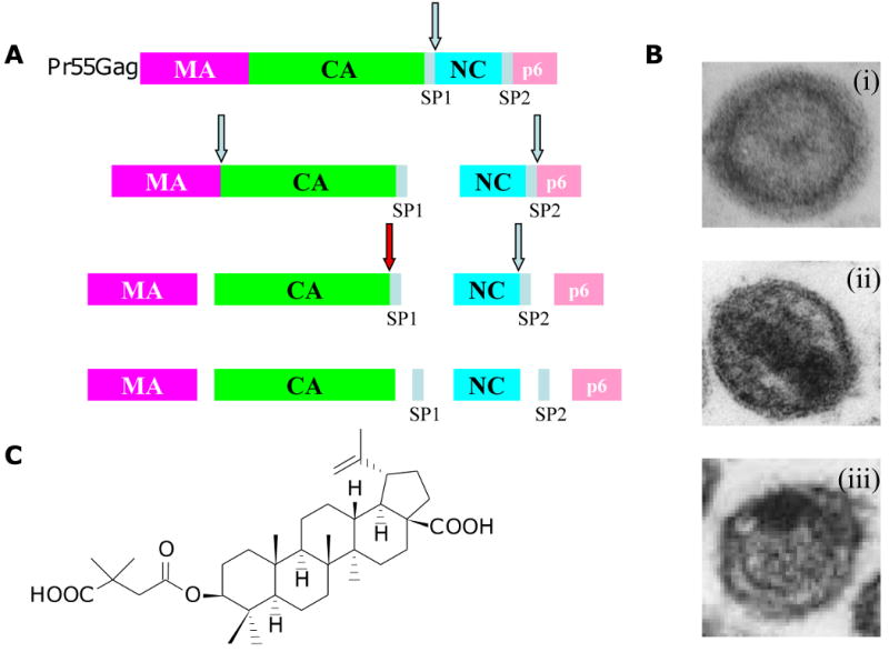 Fig. 10