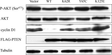 Figure 1.