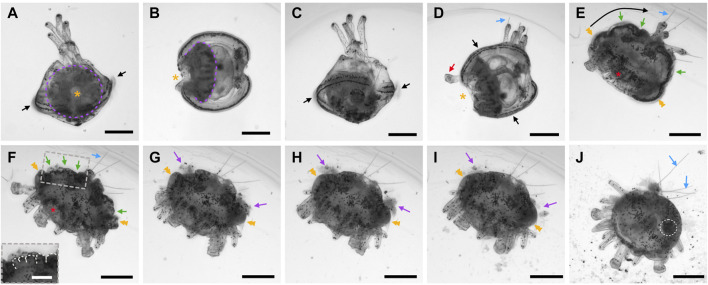 FIGURE 15