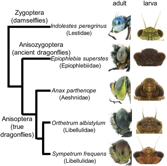 Fig. 1.