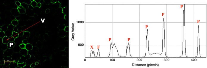 Fig. 6