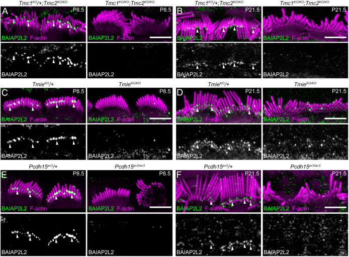 FIGURE 3: