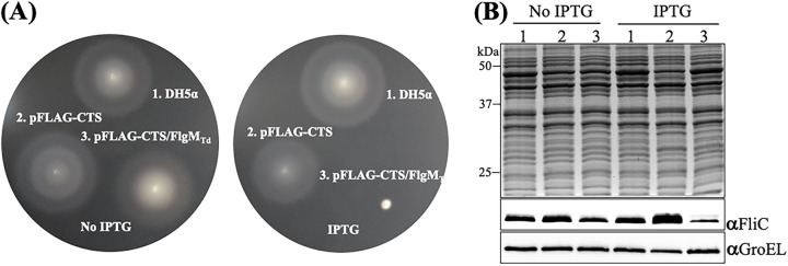 FIG 3