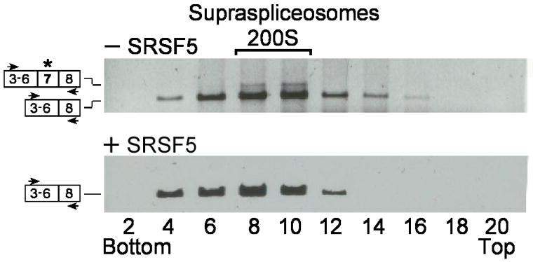 Fig. 5