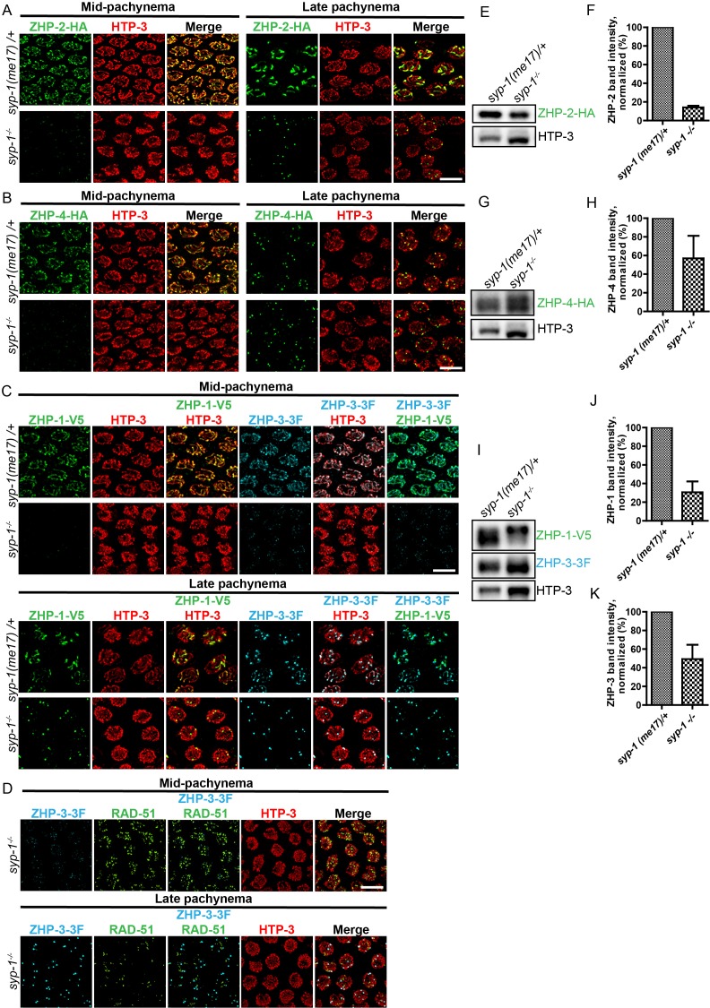 Figure 1—figure supplement 3.