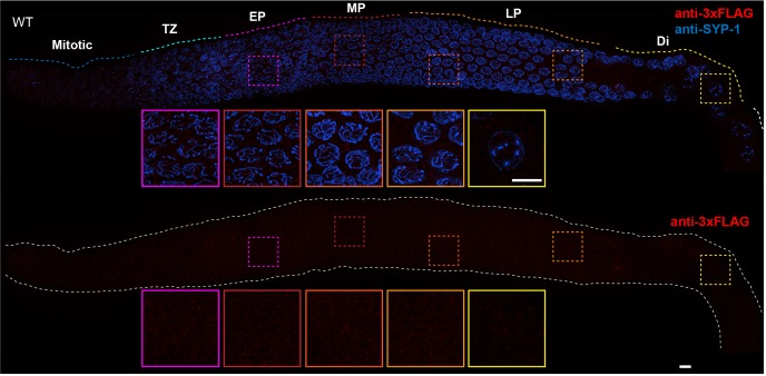 Figure 1—figure supplement 2.