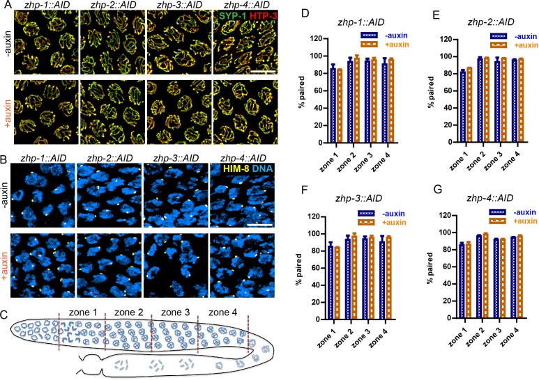 Figure 3—figure supplement 2.