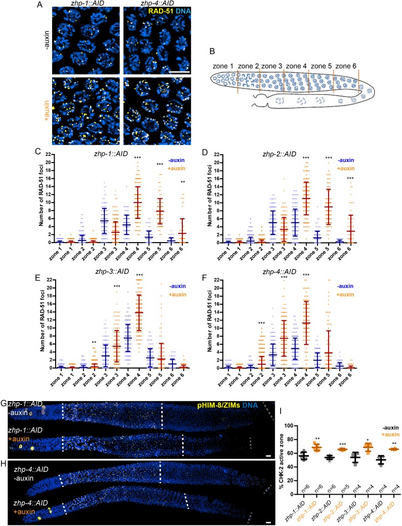 Figure 3—figure supplement 3.