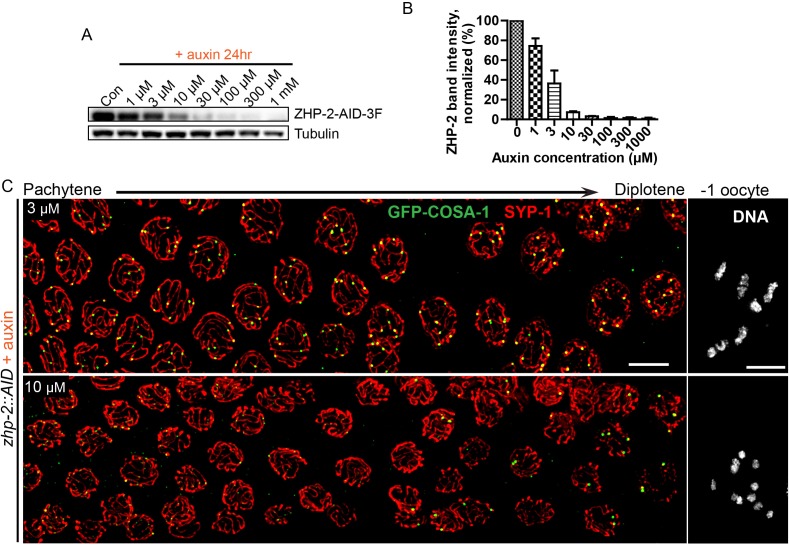 Figure 5—figure supplement 2.