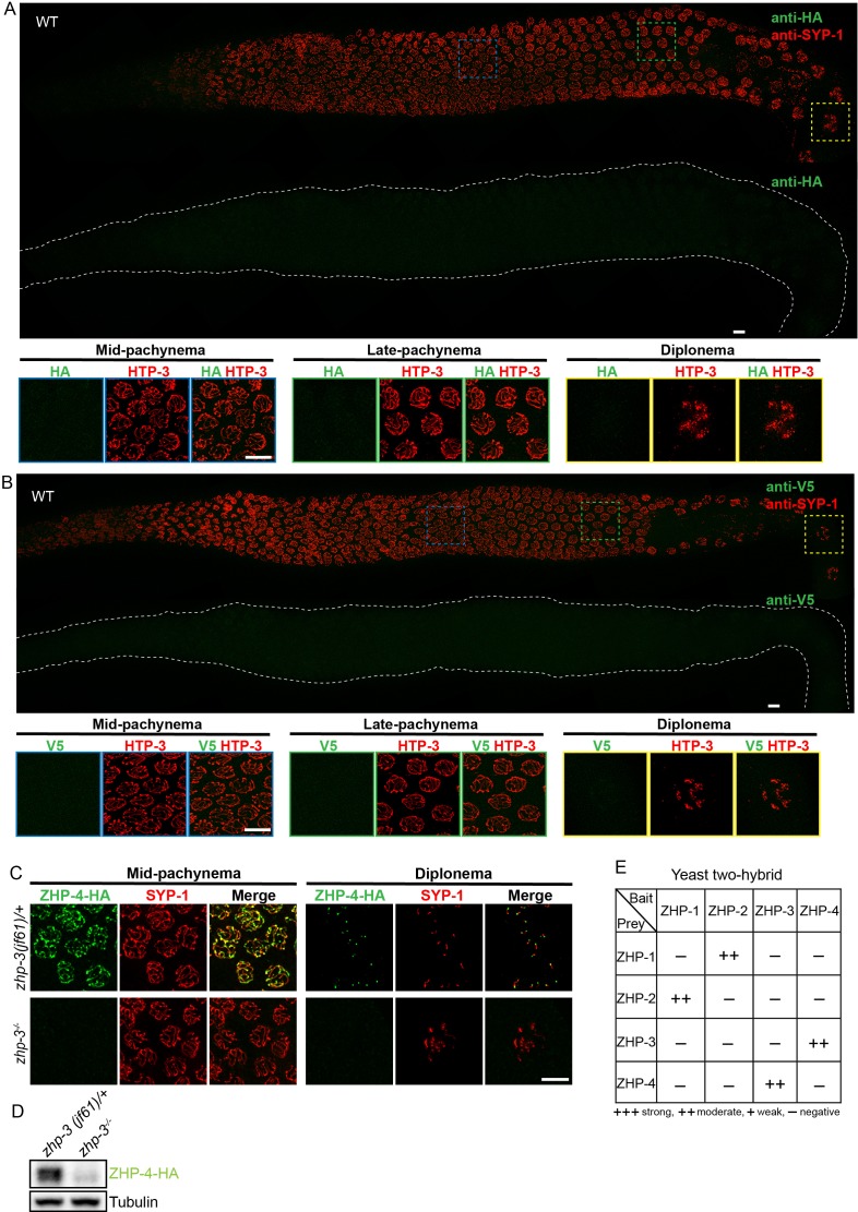 Figure 2—figure supplement 2.