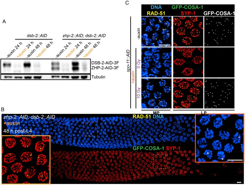 Figure 5—figure supplement 1.