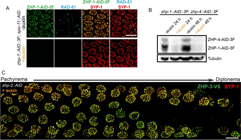 Figure 4—figure supplement 2.