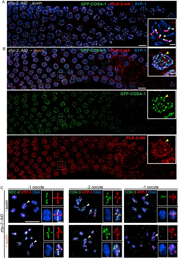 Figure 6—figure supplement 2.