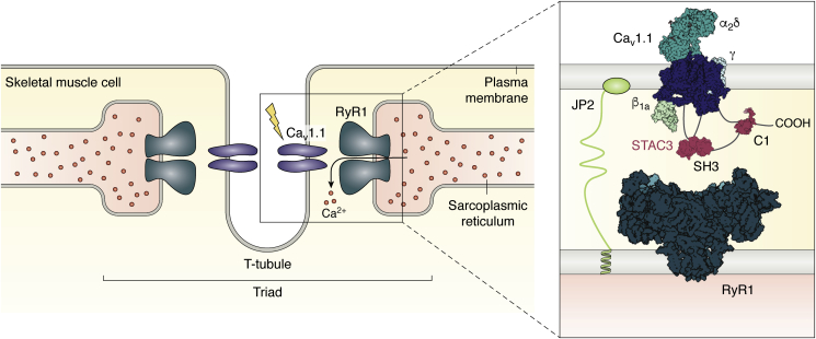 Figure 1