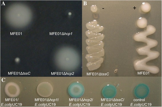 Figure 7