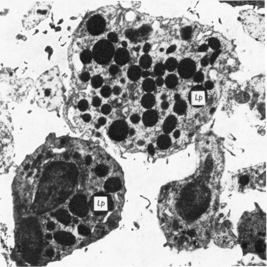 Fig. 13