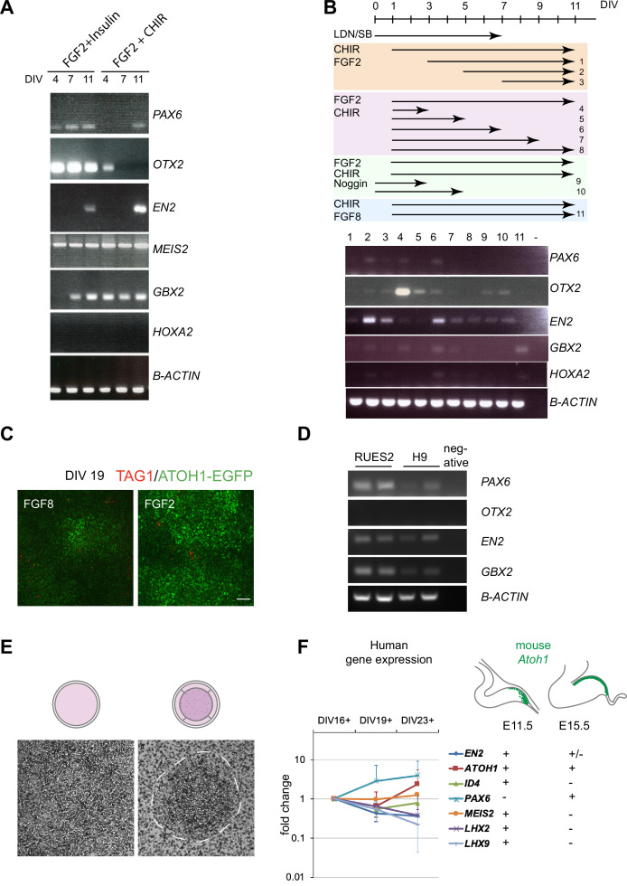 Figure 1—figure supplement 1.