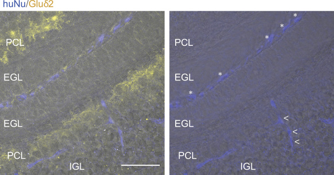 Figure 3—figure supplement 1.