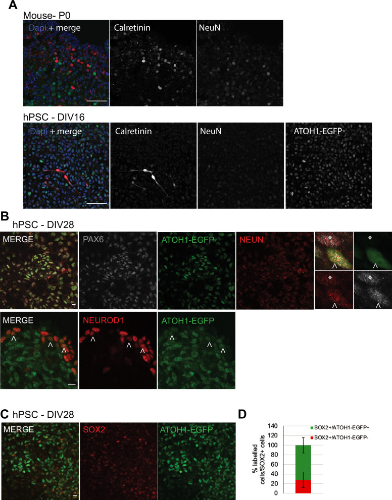 Figure 1—figure supplement 3.