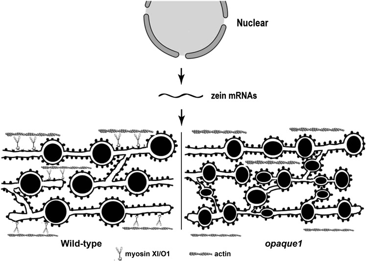 Figure 10.