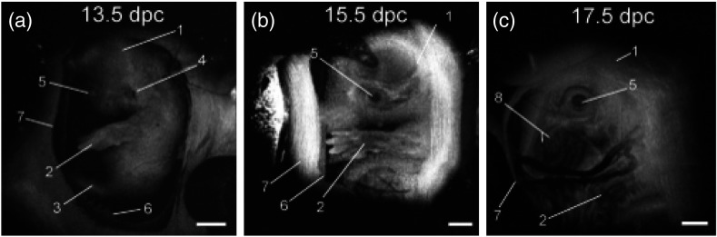 Fig. 10