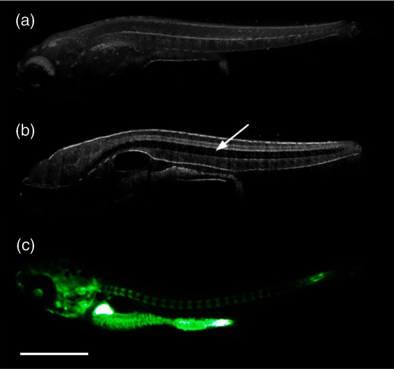 Fig. 8