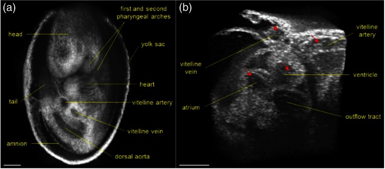 Fig. 20