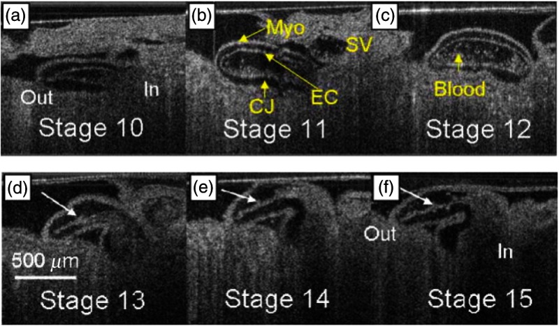 Fig. 19