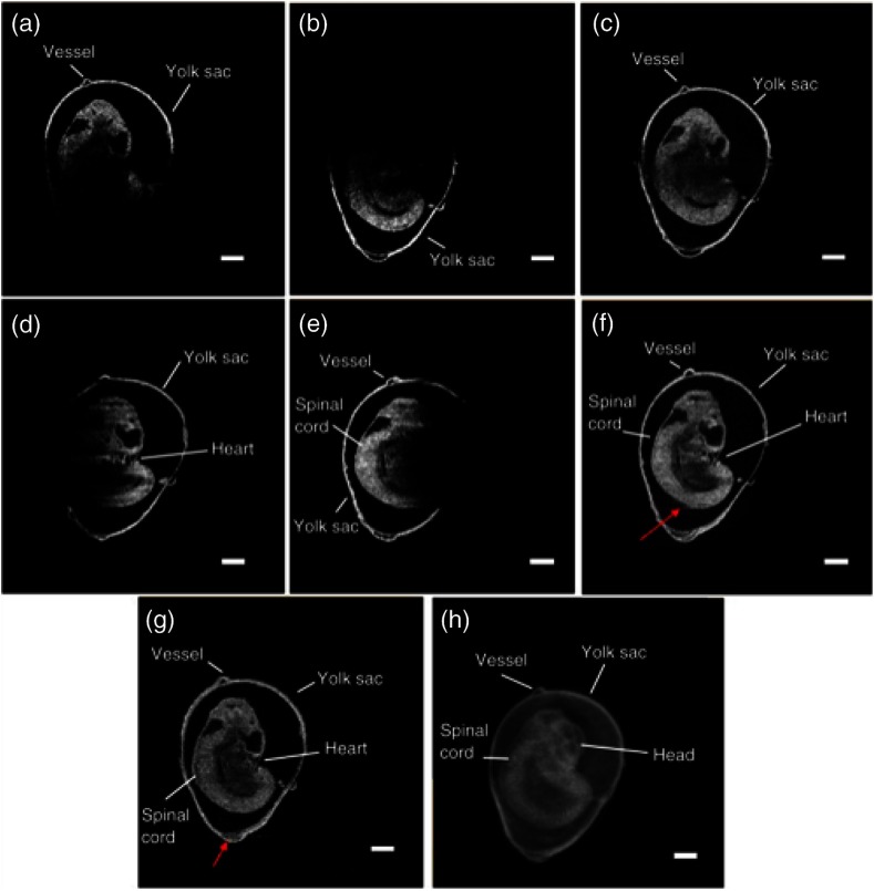 Fig. 21