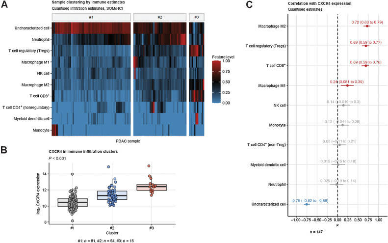 Figure 1. Predominant mRNA expression of CXCR4 in CD8+ and TAM-rich PDACs. Tumor samples were clustered in respect to QuanTIseq immune infiltration estimates with a two-step self-organizing map/hierarchical clustering procedure (Supplementary Fig. S1). Differences in immune infiltration estimates and log2 CXCR4 expression between the three subsets were determined by one-way ANOVA and P values corrected for multiple testing with Benjamini–Hochberg method. A, Values of immune infiltration estimates in the #1, #2, and #3 tumor subsets presented as a heat map. B, log2 CXCR4 expression in the tumor subsets. P value for the expression difference is shown in the plot heading. N numbers of samples assigned to the tumor subsets are provided under the plot. C, Spearman's correlation of the QuaTIseq immune infiltration estimates with CXCR4 mRNA expression. ρ correlation coefficients with 95% CIs are shown for the significant immune feature estimates. Red, positive correlation; blue, negative correlation. N number of observations is indicated below the plot.