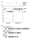 Fig.1