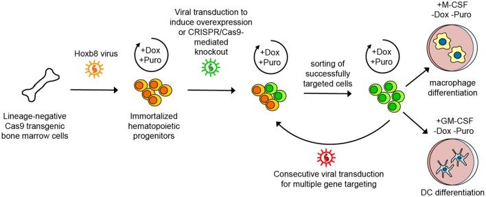 Figure 12