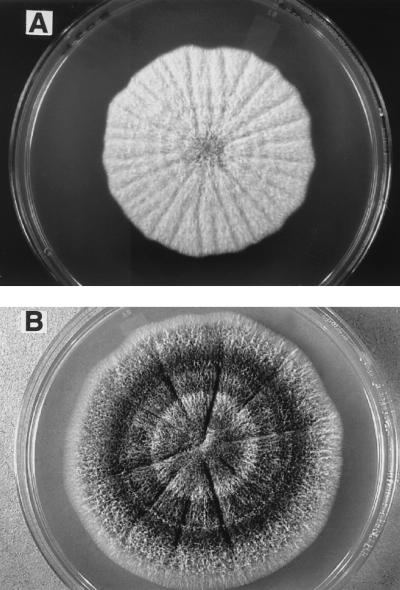 FIG. 6