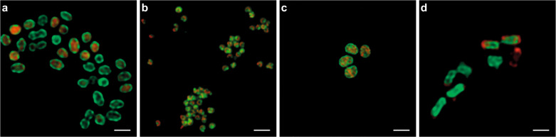 Fig. 4