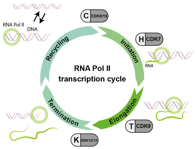 The Renaissance of Cyclin Dependent Kinase Inhibitors Biology Diagrams
