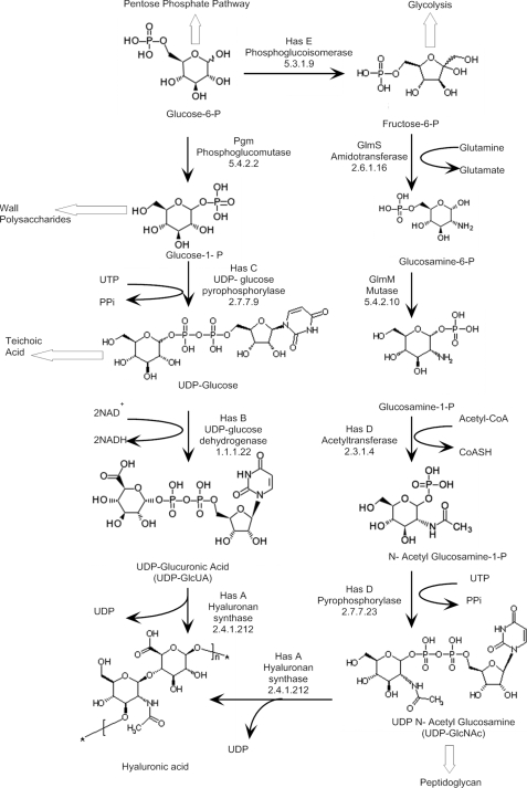 FIGURE 1.