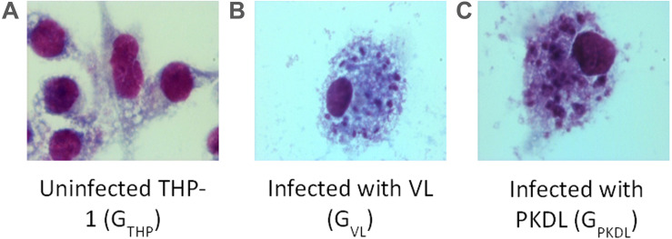 FIGURE 1