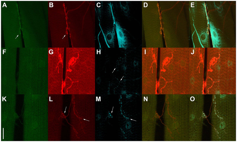 Figure 5.