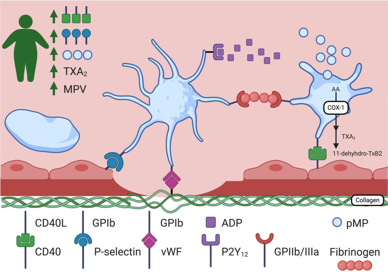 Figure 4: