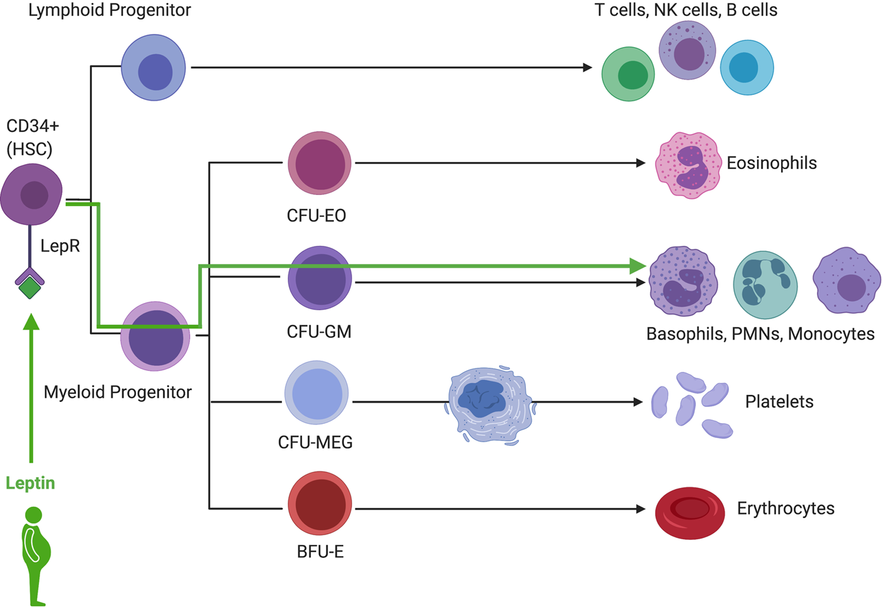 Figure 1: