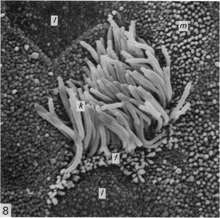 Fig. 8