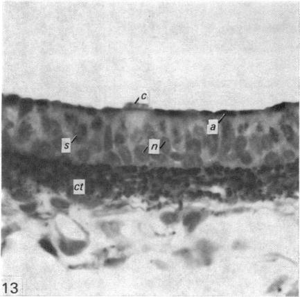 Fig. 13