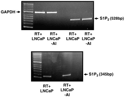 Fig. 7