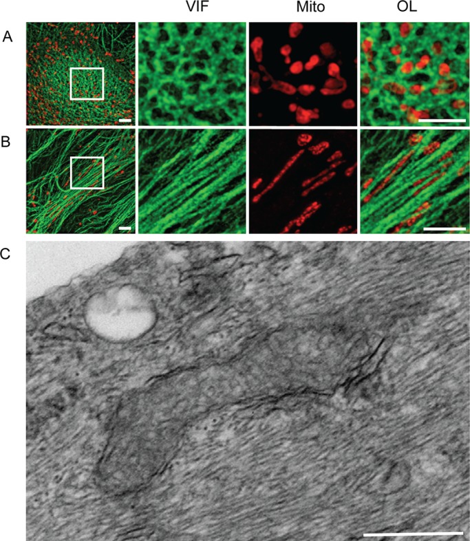 FIGURE 2: