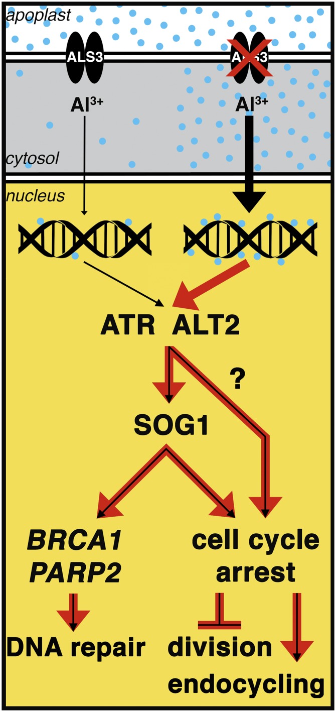 Figure 8.