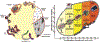 FIG. 4: