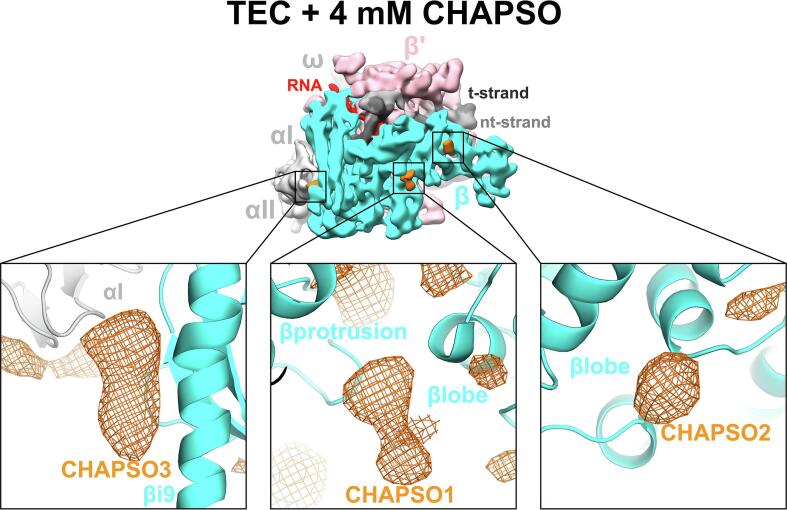 Supplementary figure 2