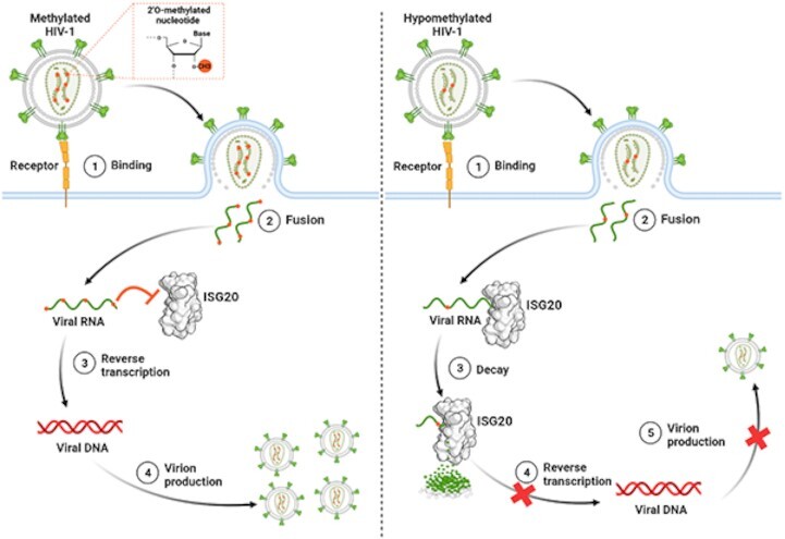 Graphical Abstract