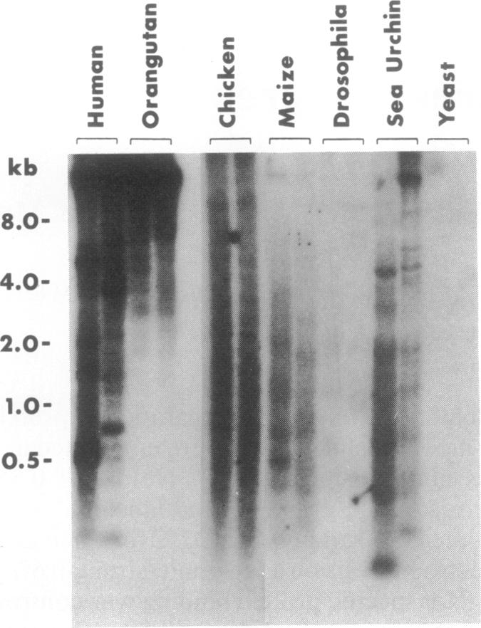 graphic file with name pnas01079-0188-a.jpg